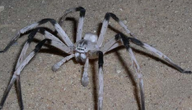 Teenager calls police over 'massive freaking spider'